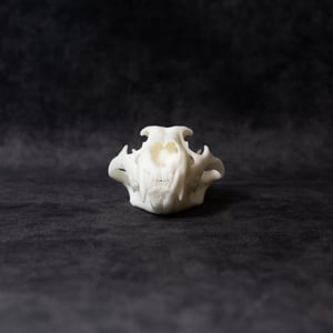 Image of Mini Lion Skull 4 Inch (REPLICA)