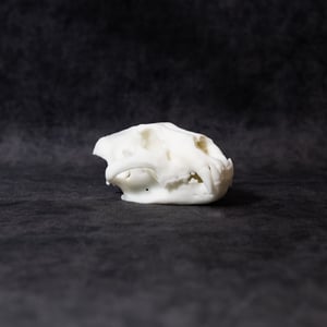 Image of Mini Lion Skull 4 Inch (3D Resin Print)