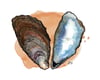 Eastern Oyster Shell
