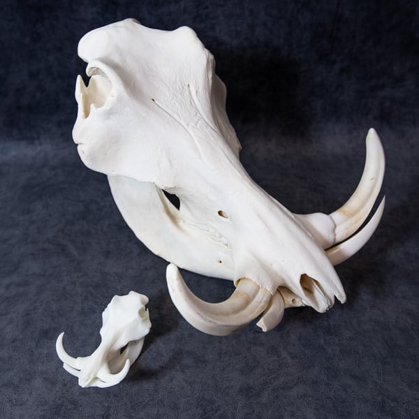 Image of Mini Warthog Skull 4 Inch (REPLICA)