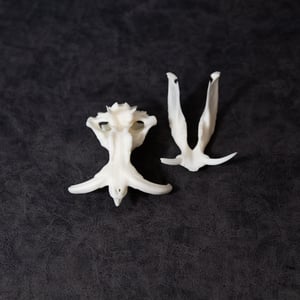 Image of Mini Warthog Skull 4 Inch (REPLICA)