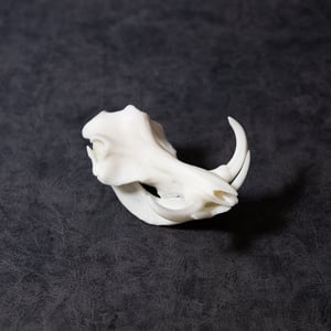 Image of Mini Warthog Skull 4 Inch (3D Resin Print)