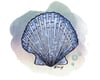 Scallop Shell