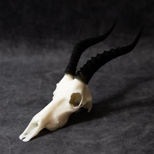 Image of Mini Blesbok Skull 4 Inch (3D Resin Print)