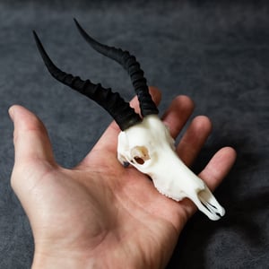 Image of Mini Blesbok Skull 4 Inch (REPLICA)