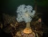 Plumose Anemone