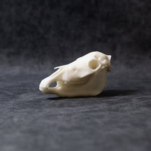 Image of Mini Pony Skull 4 Inch (REPLICA)