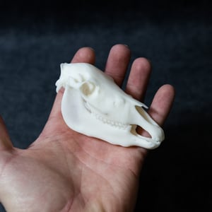Image of Mini Pony Skull 4 Inch (3D Resin Print)