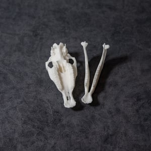 Image of Mini Pony Skull 4 Inch (REPLICA)