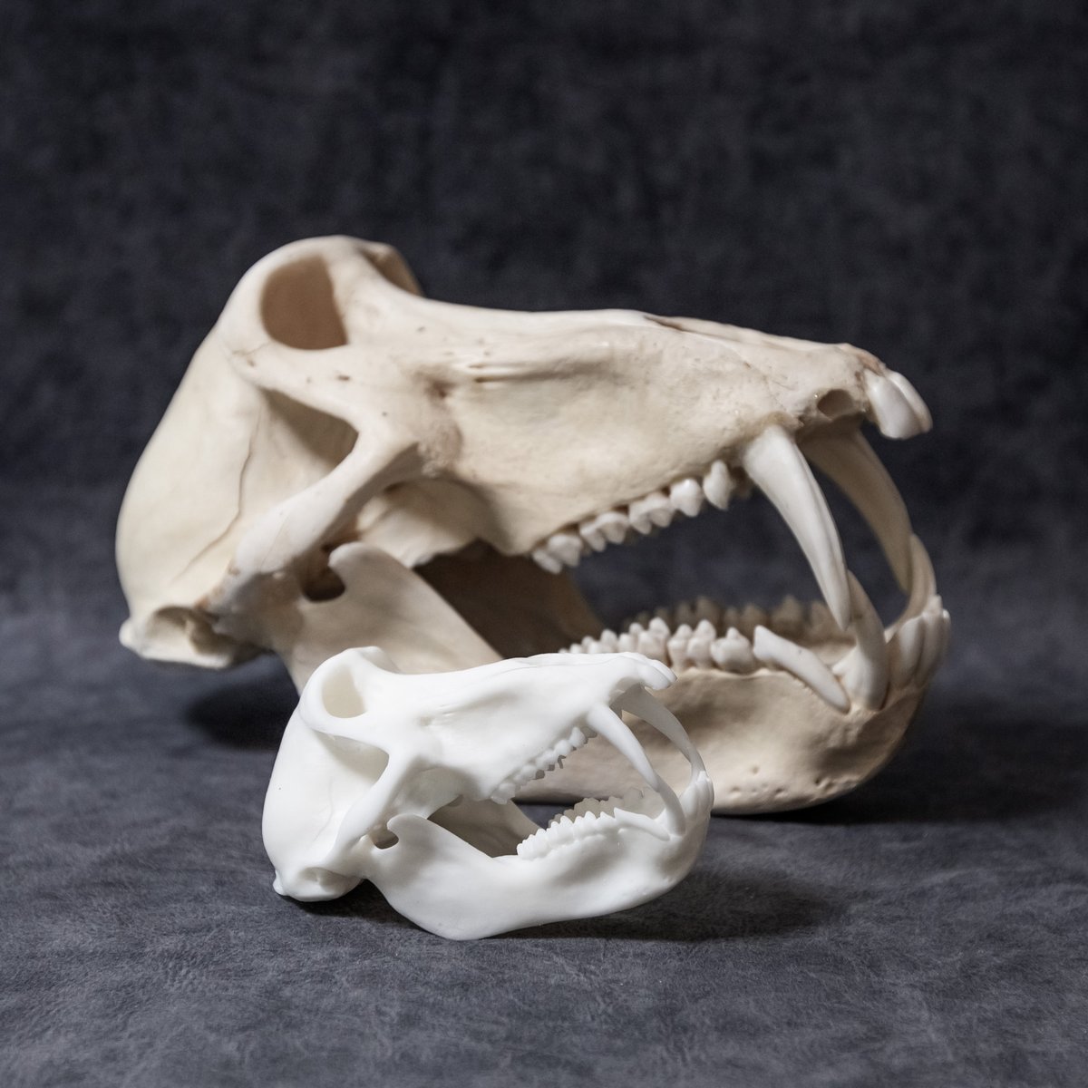 Tomsimagination — Mini Baboon Skull 4 Inch (replica)