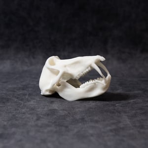 Image of Mini Baboon Skull 4 Inch (REPLICA)
