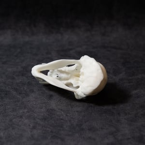Image of Mini Baboon Skull 4 Inch (3D Resin Print)