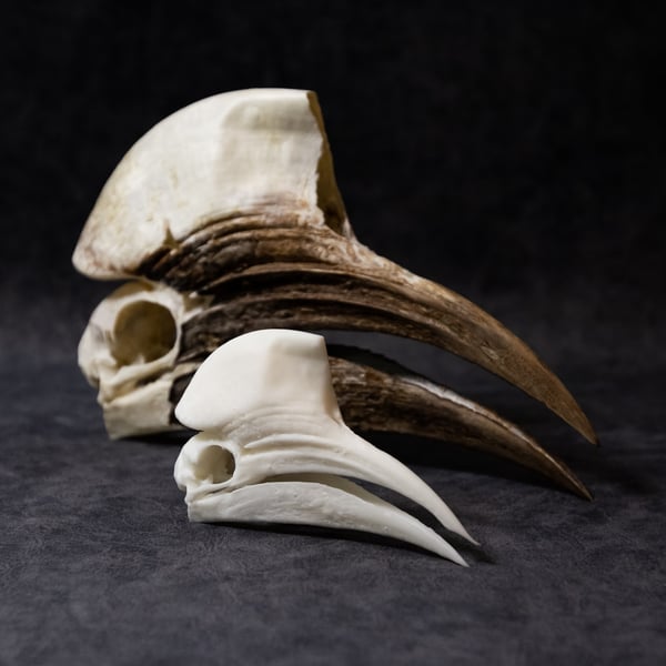 Image of Mini Yellow-Casqued Hornbill Skull 4 Inch (3D Resin Print)