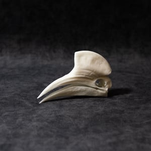 Image of Mini Yellow-Casqued Hornbill Skull 4 Inch (REPLICA)