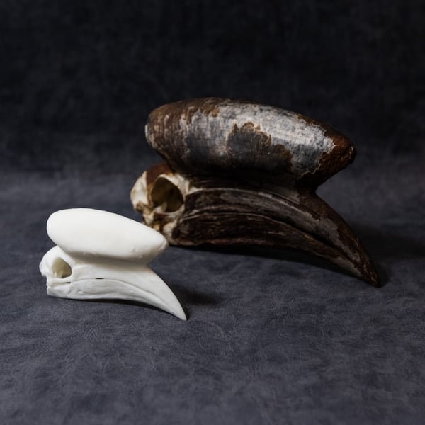 Image of Mini Black-Casqued Hornbill Skull 4 Inch (REPLICA)