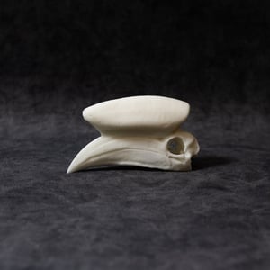 Image of Mini Black-Casqued Hornbill Skull 4 Inch (REPLICA)