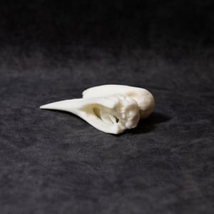Image of Mini Black-Casqued Hornbill Skull 4 Inch (3D Resin Printed)