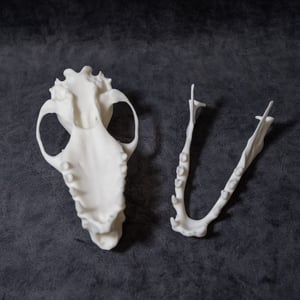 Image of Large Hammer-Headed Bat Skull (REPLICA)