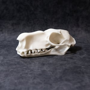 Image of Large Hammer-Headed Bat Skull (3D Resin Printed)