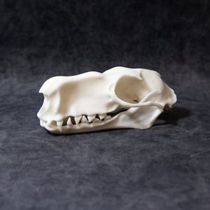 Image of Large Hammer-Headed Bat Skull (REPLICA)