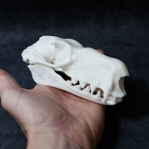 Image of Large Hammer-Headed Bat Skull (REPLICA)