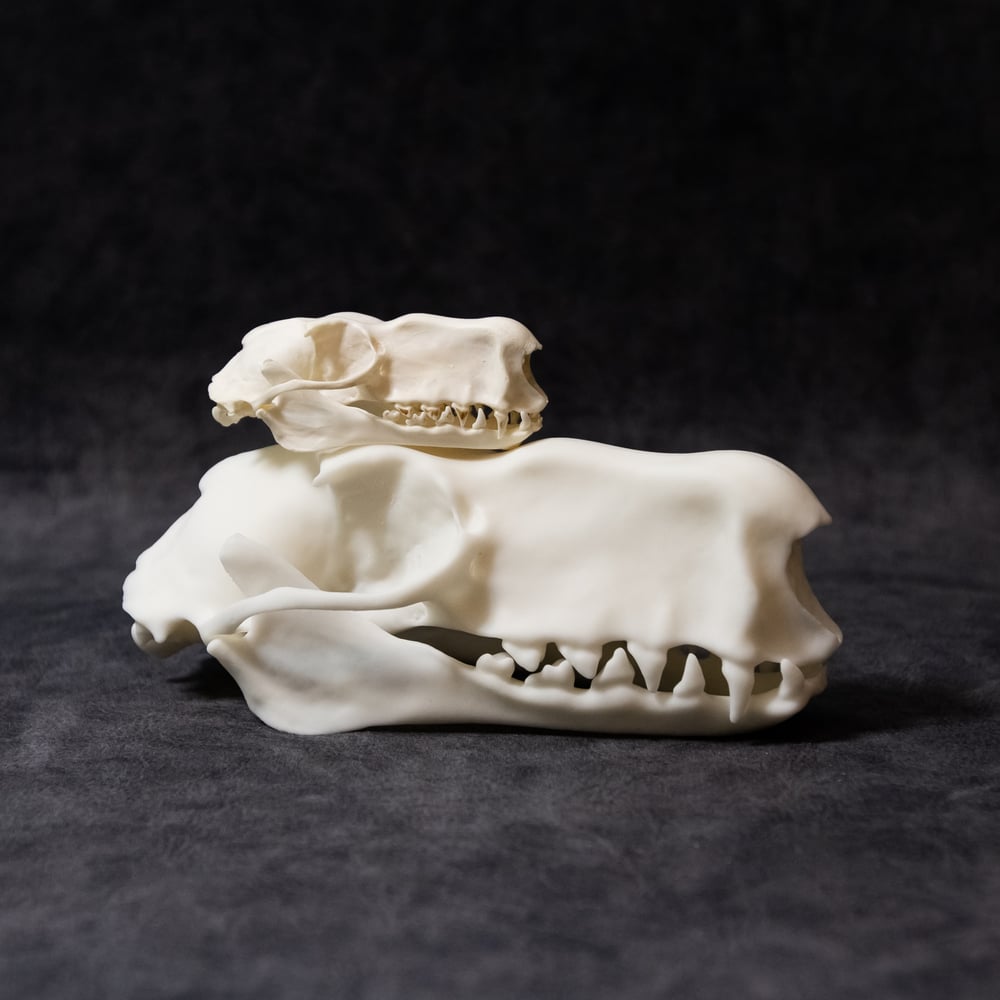 Image of Large Hammer-Headed Bat Skull (3D Resin Printed)