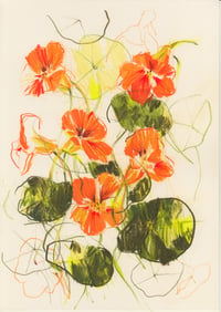 Nasturtiums no. 2