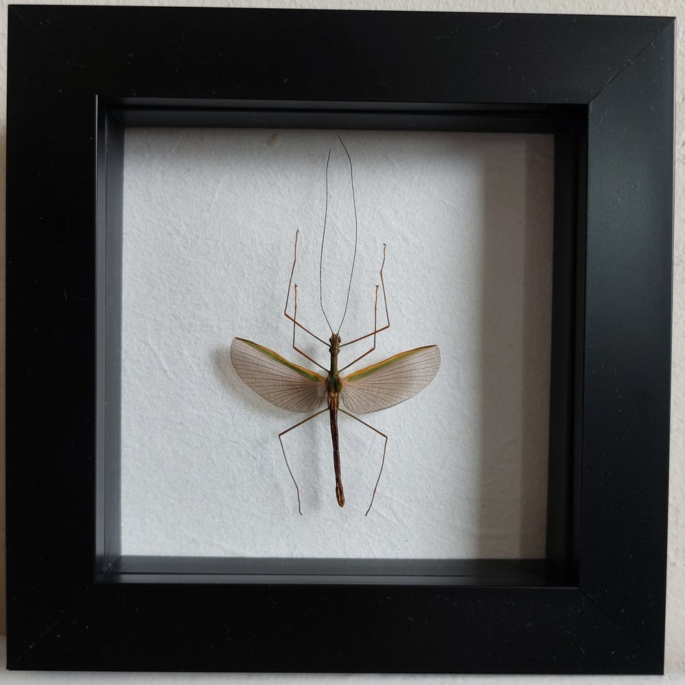Image of Framed - Necroscia Stick Insect