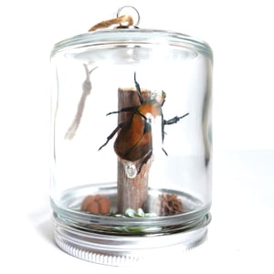 Image of Orange Flammea Beetle Woodland Hanging Mason Jar