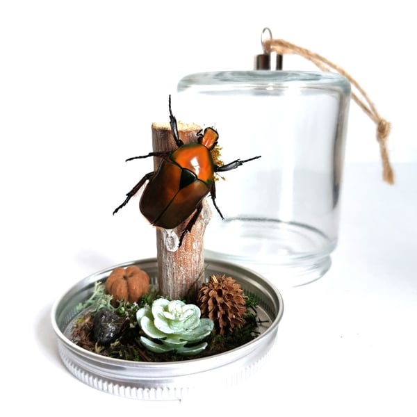Image of Orange Flammea Beetle Woodland Hanging Mason Jar
