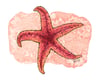 Common Sea Star