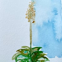 Image 1 of Agave Study 1 - Original  Watercolor