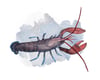 American Lobster