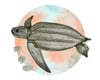 Leatherback Sea Turtle