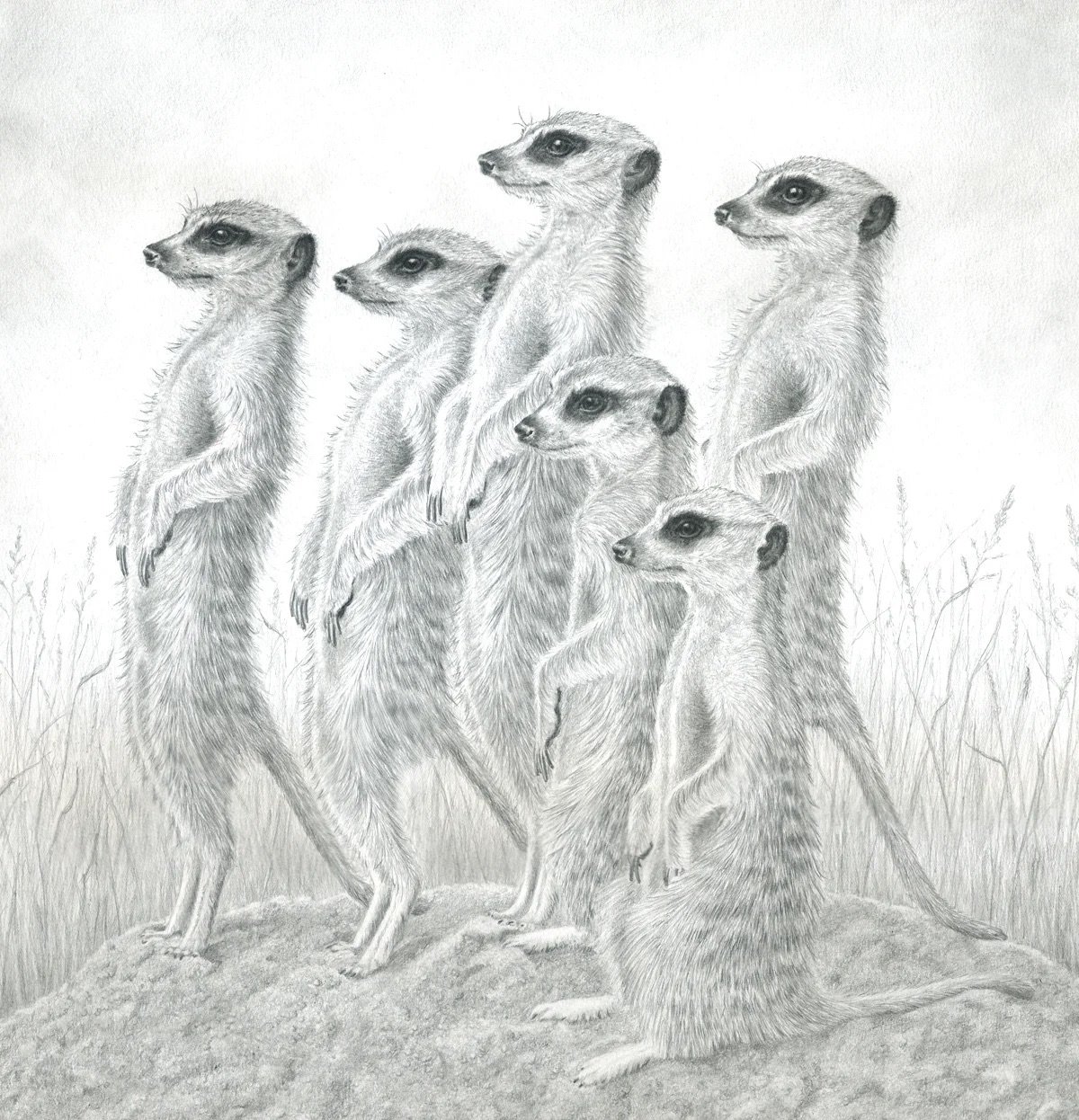 Image of MEERKATS ~ GREETINGS CARD