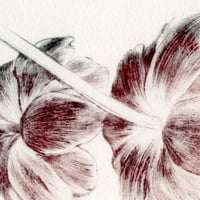 Image 3 of Tulipes