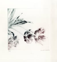 Image 2 of Tulipes