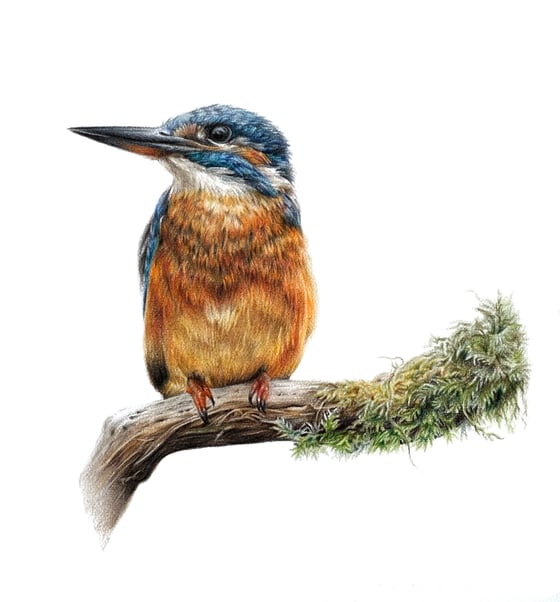 Image of 'Kingfisher II' Limited Edition Mounted Print