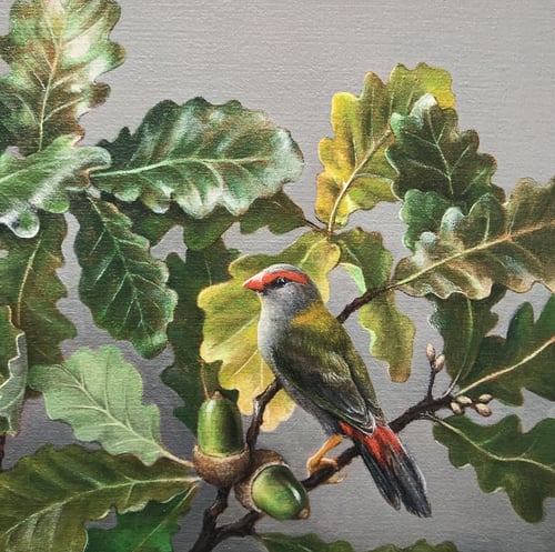 Image of Red Browed Finch Print