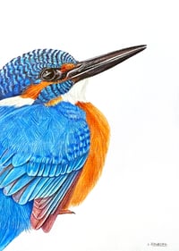 Image 1 of 'Ronnie' the Kingfisher Original Drawing