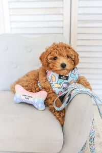Image 4 of Pink Ombre Chewy Vuiton Bone