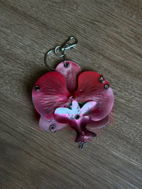 Image 1 of Clitoria Pink 