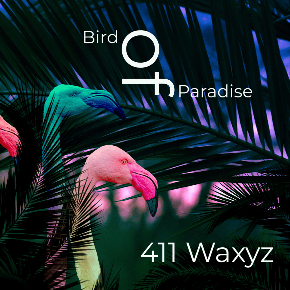Image of Bird of Paradise