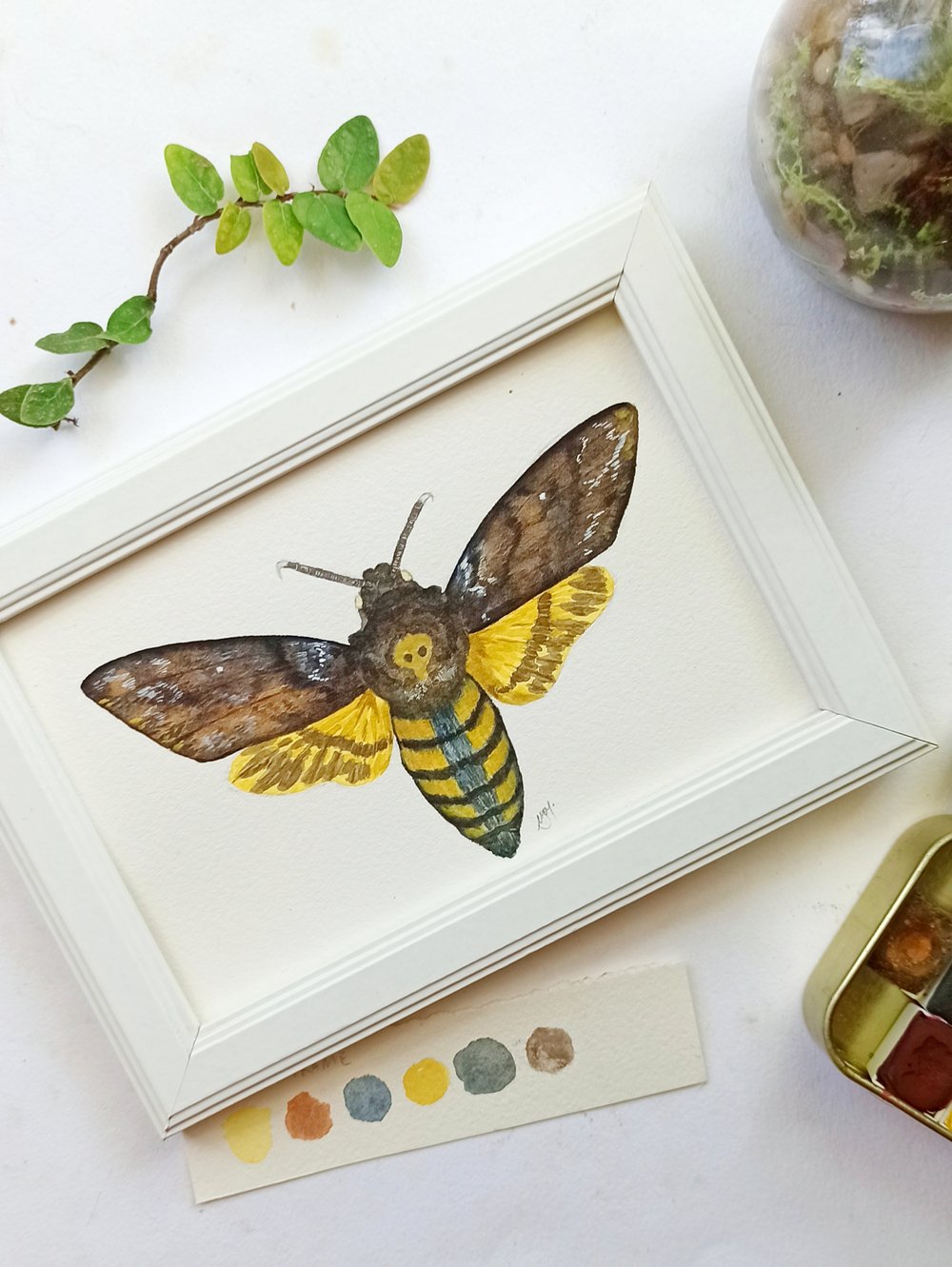 Image of Death Hawk Moth Framed, Mini Original Watercolor Illustration ORIGINAL ARTWORK 