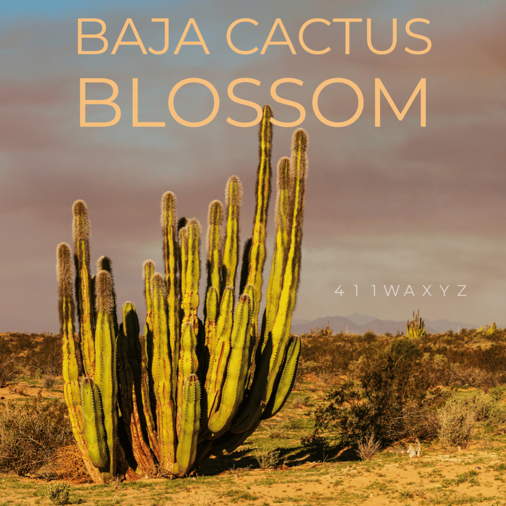 Image of Baja Cactus Blossom-Type