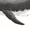 La baleine