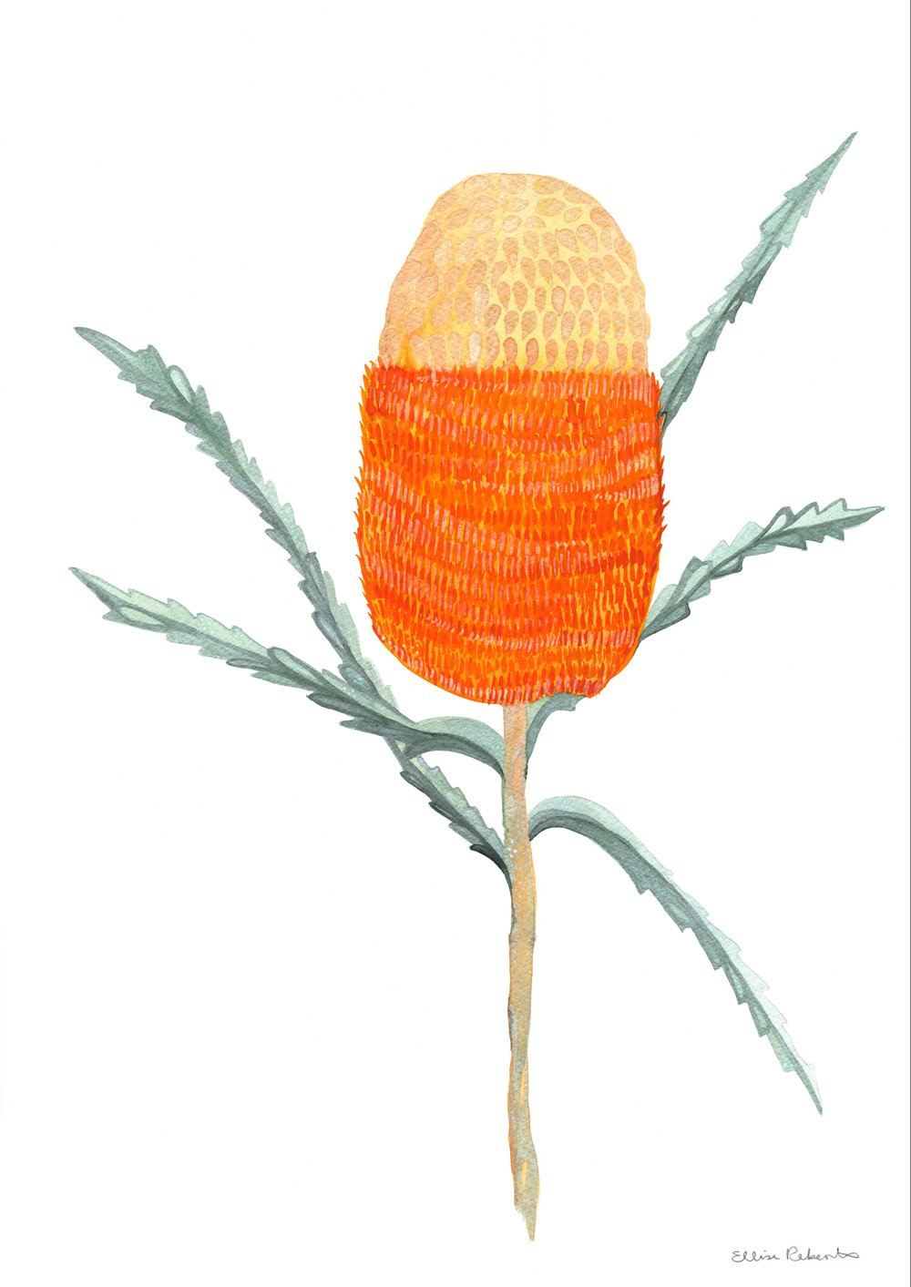 Image of Banksia Prionotes
