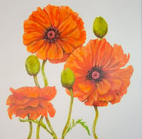 Image 1 of Orange Poppies
