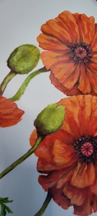 Image 5 of Orange Poppies