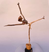 Image 2 of Jumping Jack